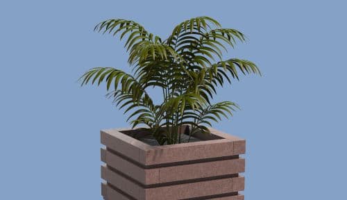 Liatris planter