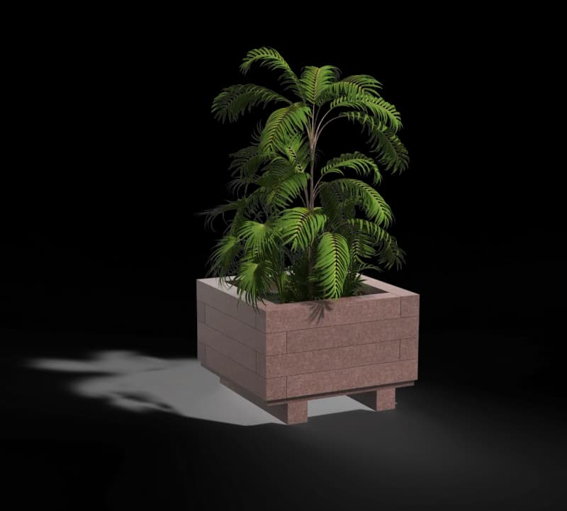 Bellis planter